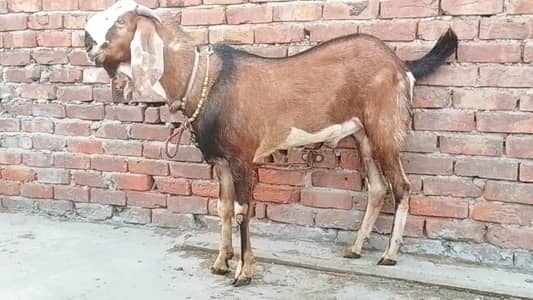 Rajhanpuri + Nagra Dabba Bakray For Sale | 14 Month Healthy Goat Pair