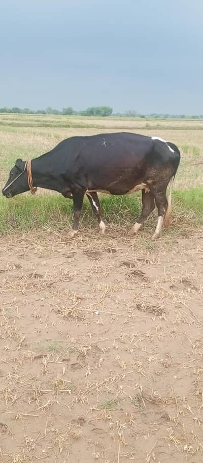 qurbani k liye Wairri for sale