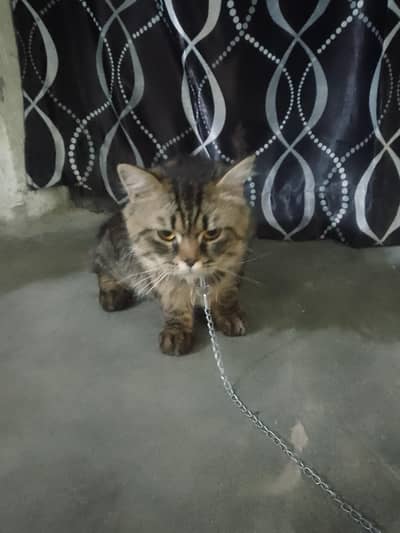 beautiful male cat