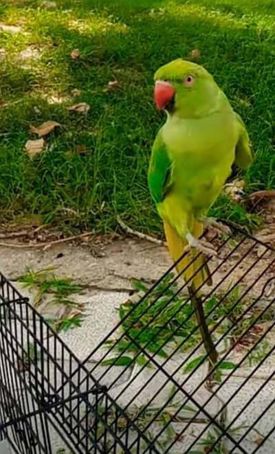 Ye parrot  bolta bhi ha