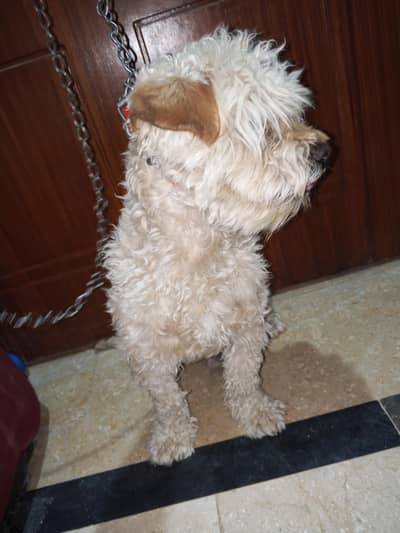 dog for sale poodle papi