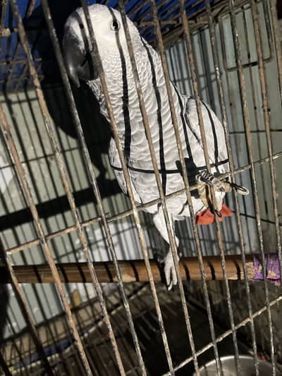African grey parrots tallking parrots