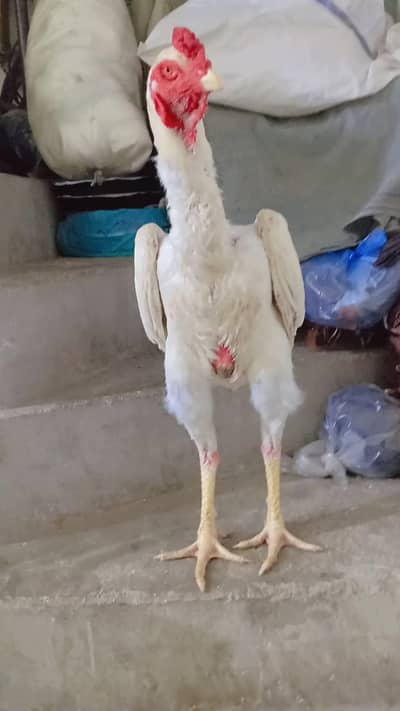 Mash Allah top quality Germon O Shamo pair for sale