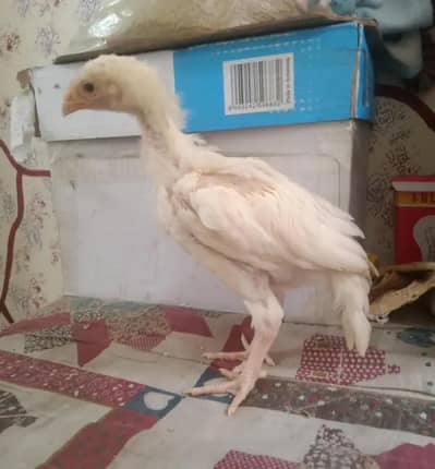 Heera Aseel Chicks
