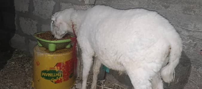 Dumba For sale 2026 Qurbani