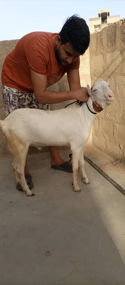 Top Quality White Tedda Breeder 2 Dant Small Ears