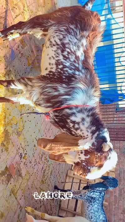 bakra for sell