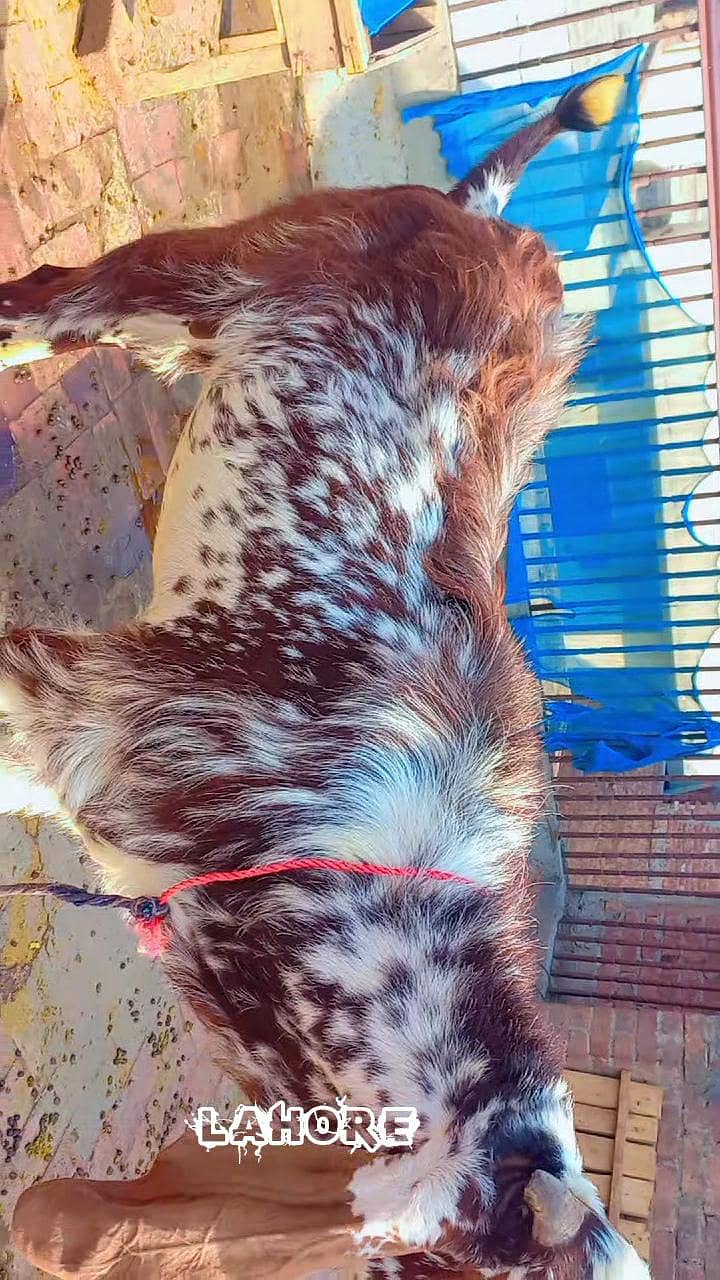 bakra for sell 1