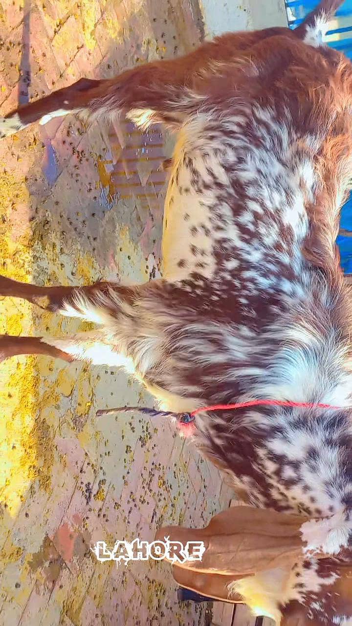 bakra for sell 2