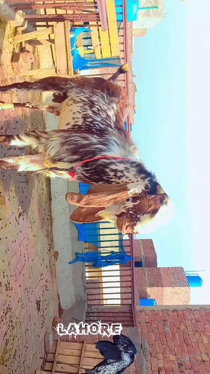 bakra for sell 3