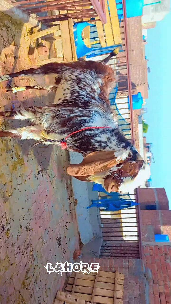 bakra for sell 4