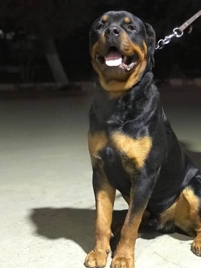 Rottweiler Dog