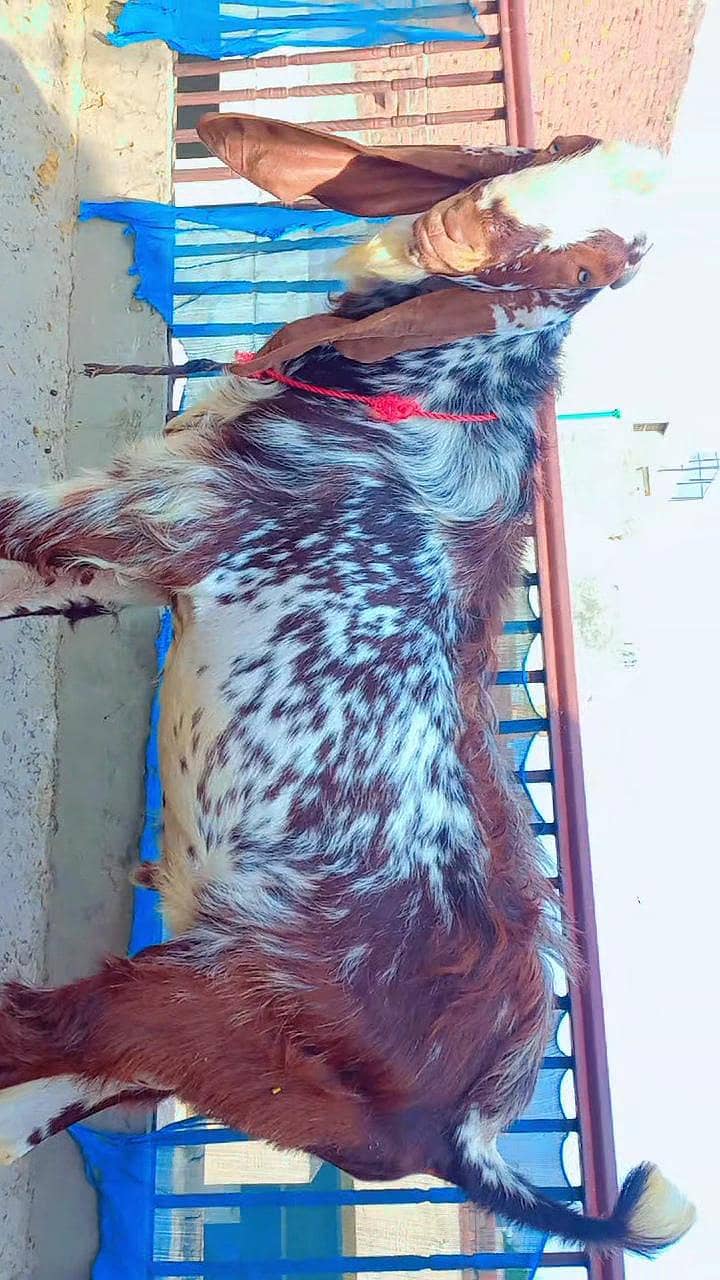 bakra for sell 6