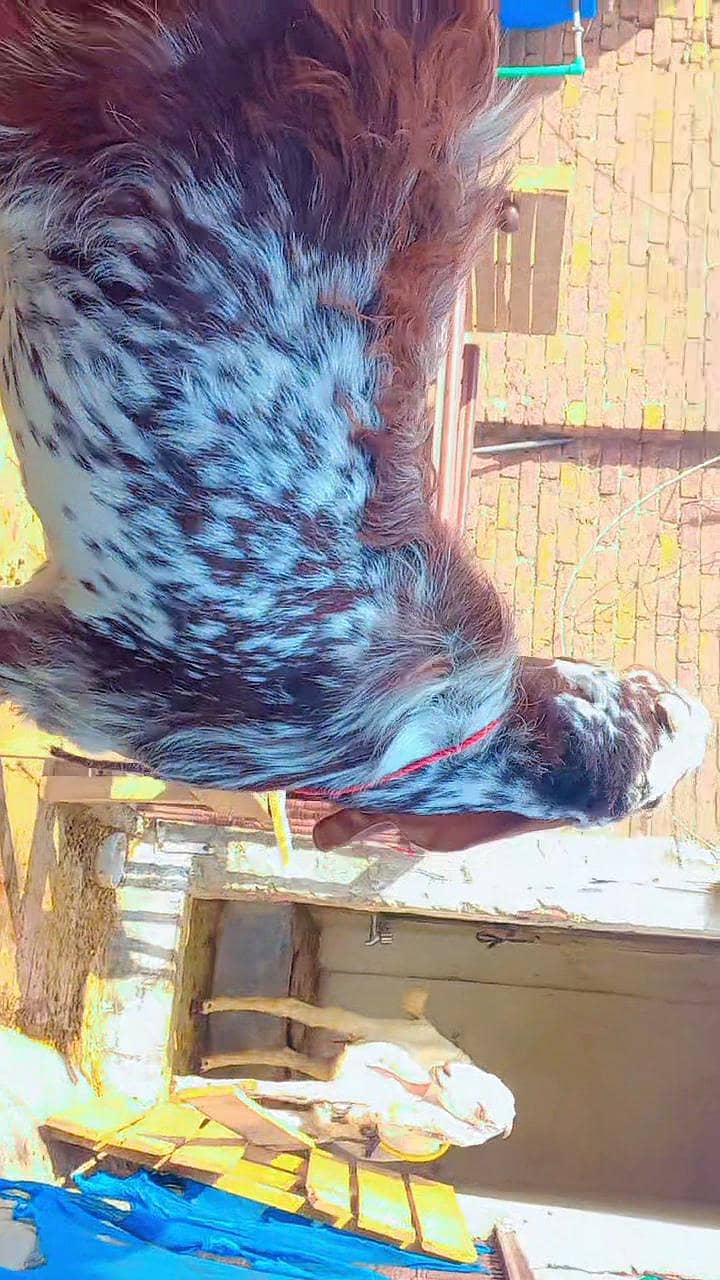 bakra for sell 7