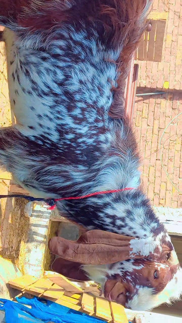 bakra for sell 8