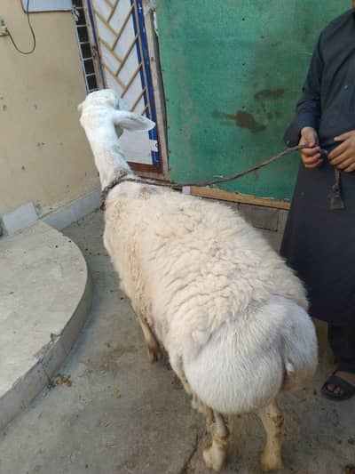 DHOMBA for sell price 170.000