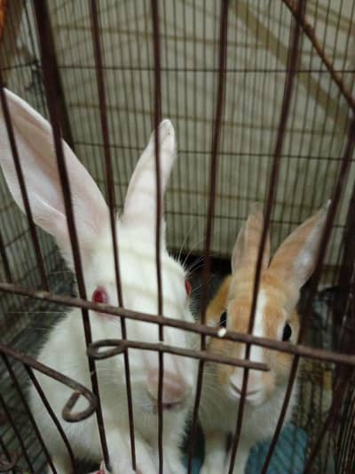 two rabbits