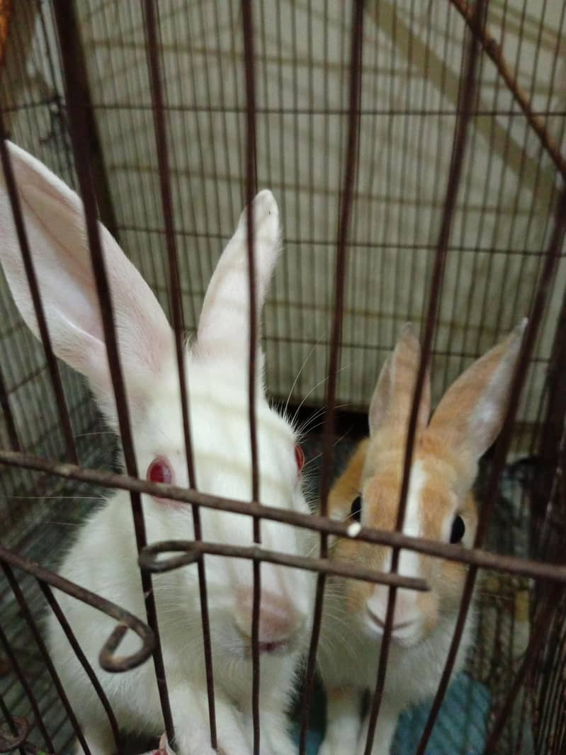 two rabbits 0