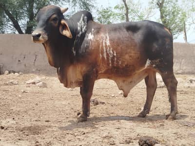 Cholistani bulls