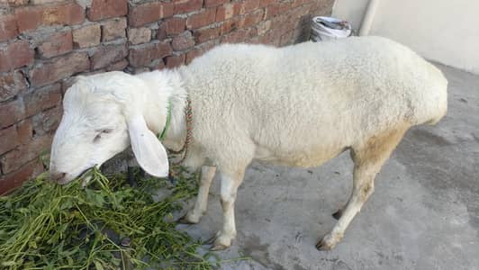 dumba male for sala / chatra /bakra/ Sheep