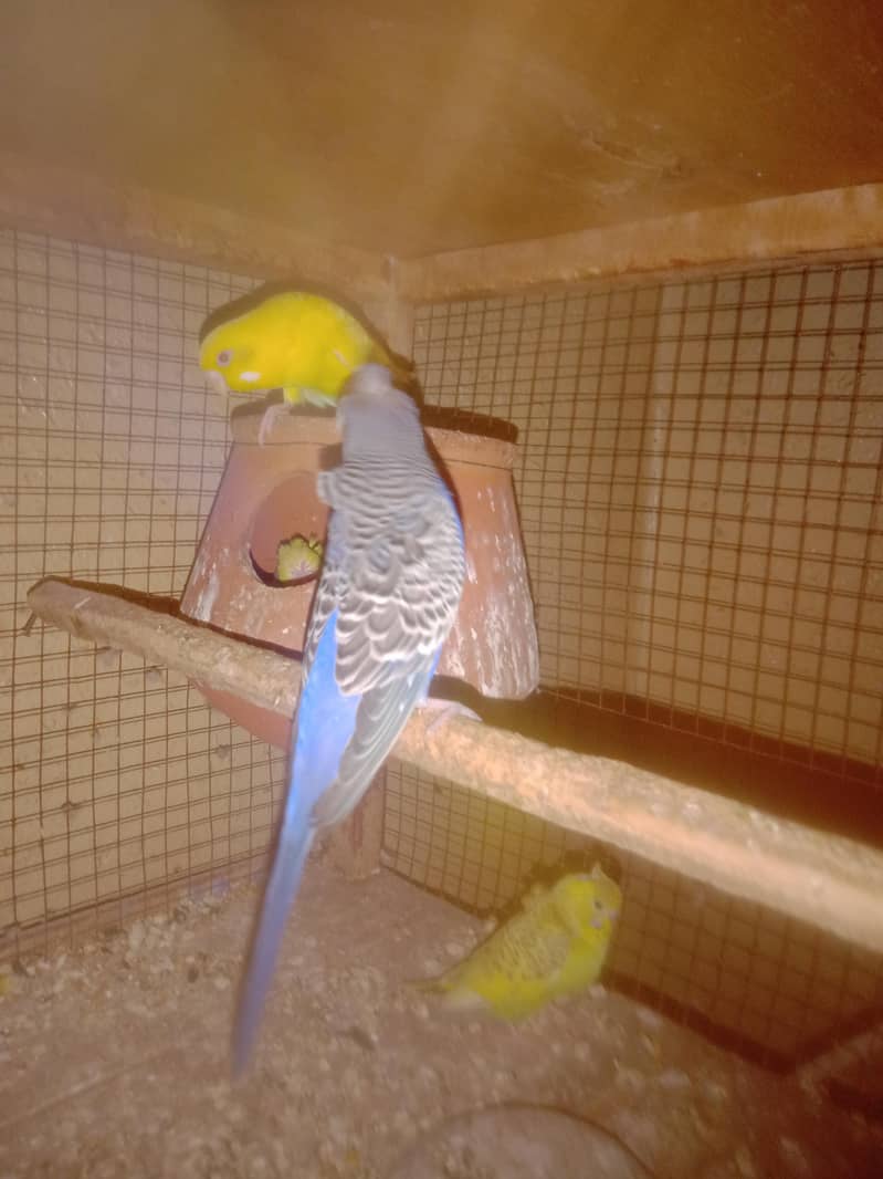 paird+chicks  crusted 1