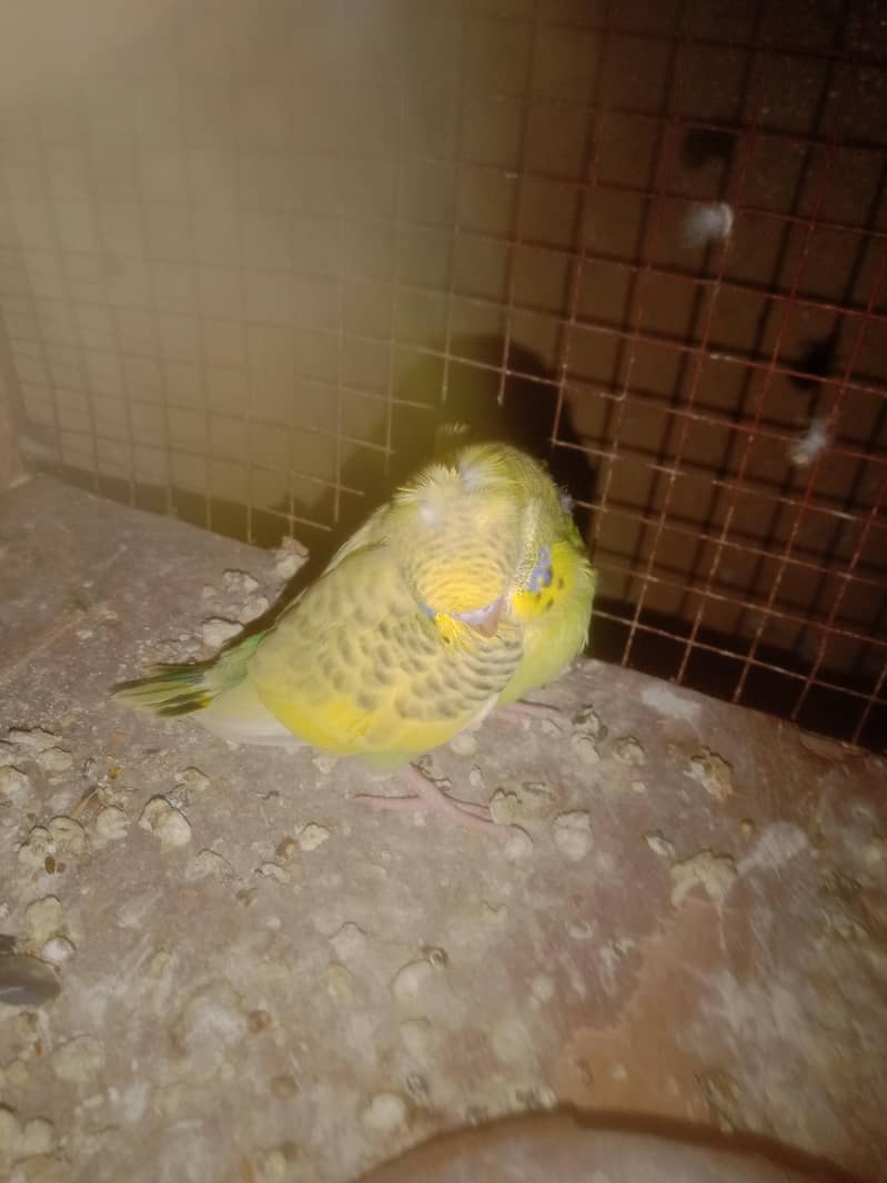 paird+chicks  crusted 2
