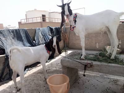 2 dant ghr k pale hoye saaf sutre bakre Jori dono apas mein bhai hai
