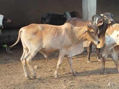 Cholistani bulls