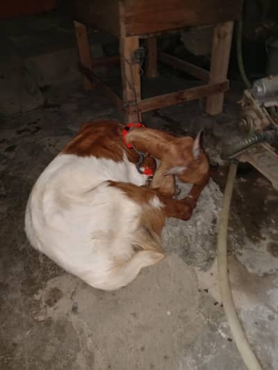bakra for Sale