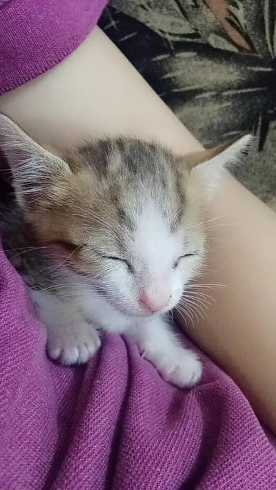 Beautiful Kitten 