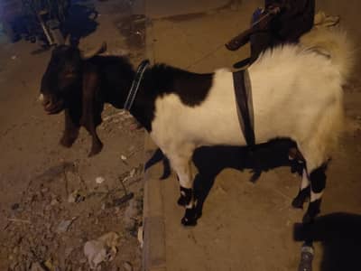 olx123