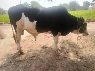 Holstein Friesian bull
