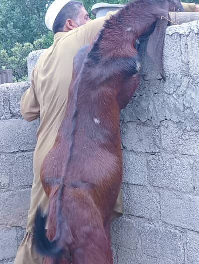Qurbani ka bakra