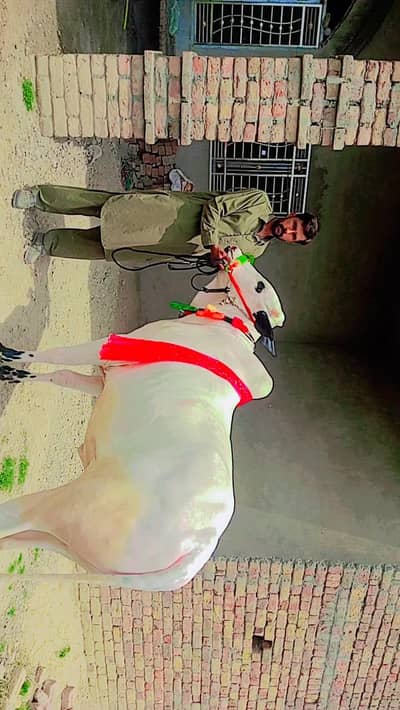 2 Dand Ur 1 Bakra Qurbani For Sale 0348 8826673