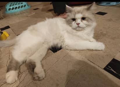 Persian cats for sale with vaccinated