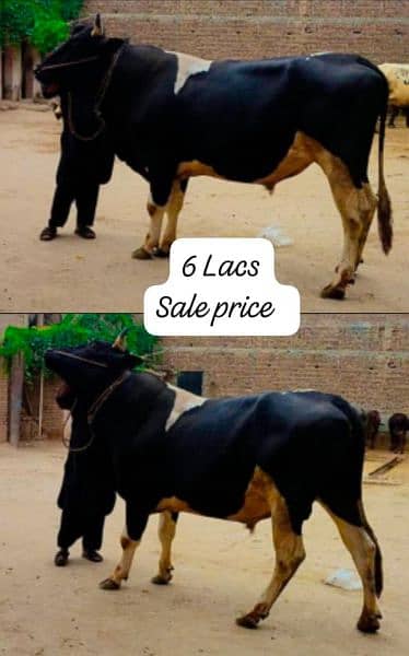 bull for sale Mianwali