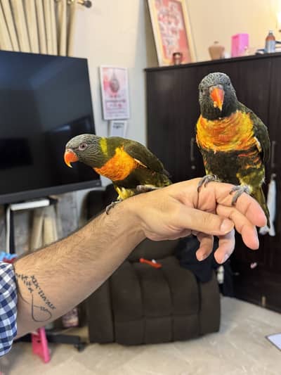 Olive swinson rainbow lorikeet