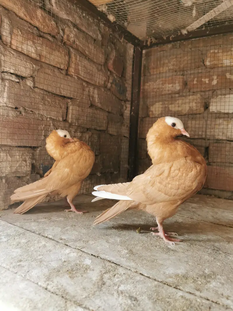 Imported bloodline pairs — photo 4