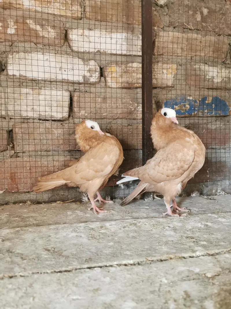 Imported bloodline pairs — photo 5