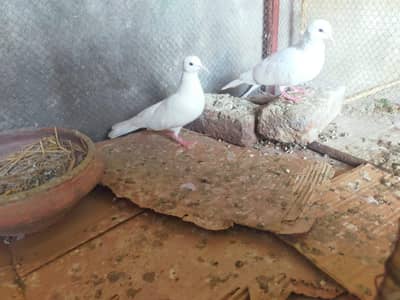 khumry for sale