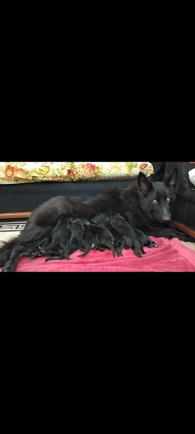 German shepherd long coat puppies for sale location lhr