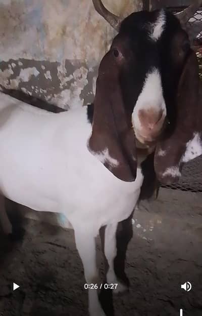 qurbani Bakra for sale