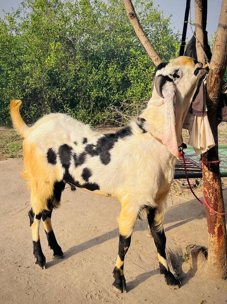 desi bakra 0