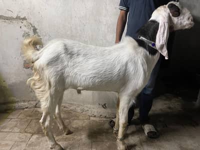6 Bakray Available – Beetal, Pahari & Desi Healthy Qurbani Bakray