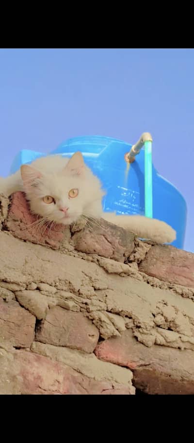 Persian Cat for sale