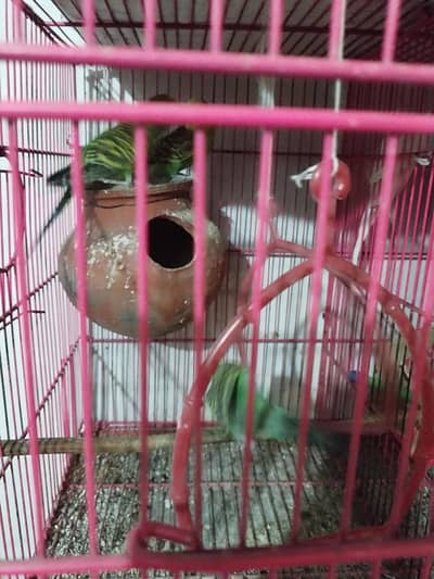 Australian parrot 03285104626