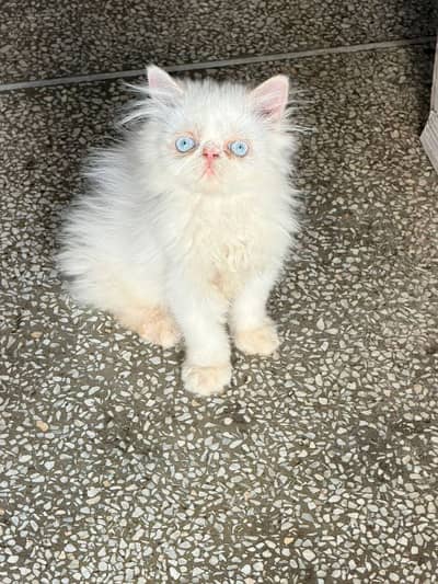 Blue Eyes Peki Persian Kitten