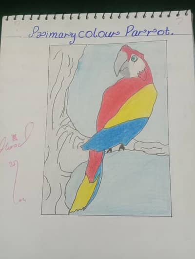 makaow parrot  primary colors drawing