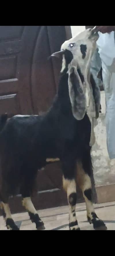 Dasi bakra sale Qurbani kay leay