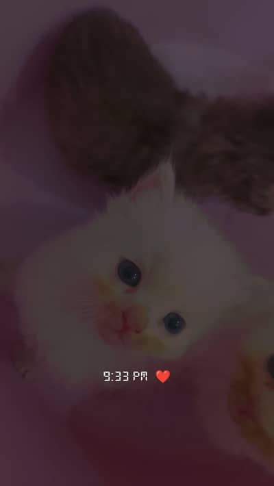 Persian cat kitties high quality log koot